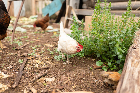 Rustic farmyard scene with free-range chickens