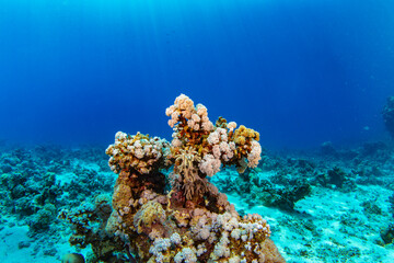 Underwater Tropical Corals Reef with colorful sea fish. Marine life sea world. Tropical colourful underwater seascape.