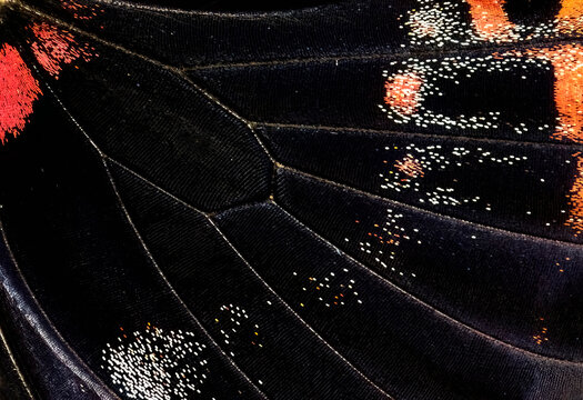 Close-up texture of a papilio memnon butterfly wing with vibrant colors