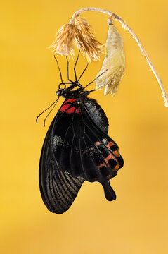 Black butterfly emerging from chrysalis on yellow background