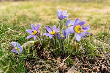 Close-up of blooming Pulsatilla, purple protected rare flower free in nature in spring in a meadow.