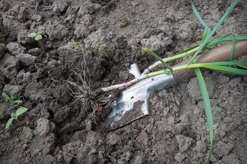 Shovel digging garlic from the soil - 785721968