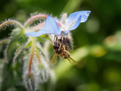 Abeja libando en una flor de borraja a la que le da el sol en el campo