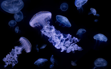 The Purple-striped Jellyfish (Chrysaora colorata)