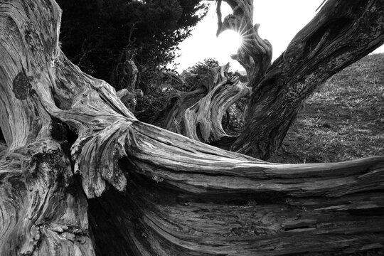 Ancient twisted juniper tree in black and white