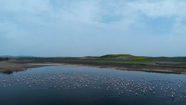 Flock of Flamingos Taking Flight Over Serene Waters