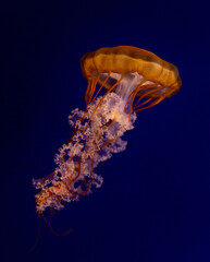 The Purple-striped Jellyfish (Chrysaora colorata)