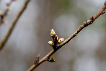 Spring. Grape vine with a bud. New growth budding out from grapevine vine yard.
