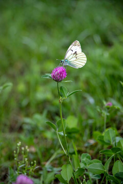 White butterfly on a thistle