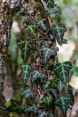 green leaves on tree bark. Hedera helix, the common ivy, English ivy, European ivy.