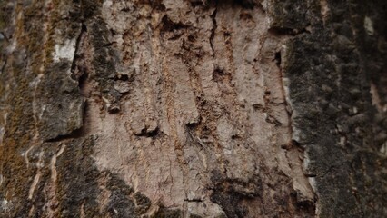 bark of a tree