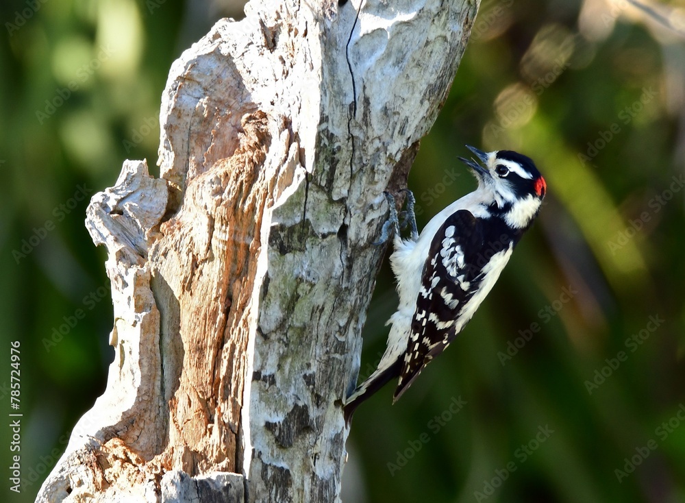 Wall mural cute male downy woodpecker perched  on a dead tree trunk in La Fitte's Cove nature preserve in galveston, texas