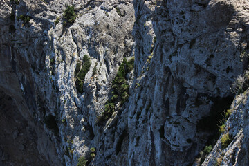 Rock with plants located on the island of Majorca (Mallorca), Spain.