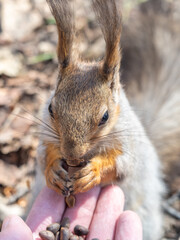 A squirrel in the spring or autumn eats nuts from a human hand. Eurasian red squirrel, Sciurus vulgaris