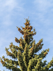 Green spruce branches with needles and cones against a blue sky in winter. Many cones on spruce.
