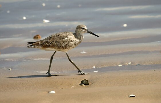 willet shorebird walking along the shoreline of freeport beach on a sunny spring day in quintana, texas