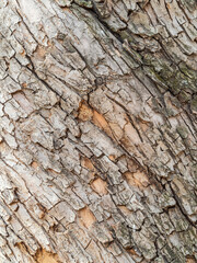 The texture of the bark of an old apple tree