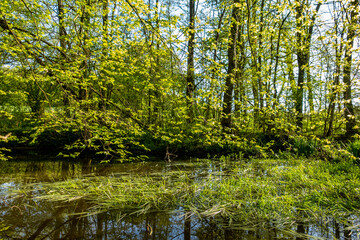 Idyllischer Waldsee im Frühling