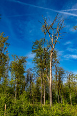 Beschädigter Baum im Wald