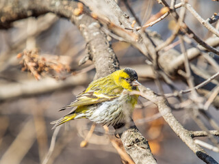 Eurasian siskin male, latin name spinus spinus, sitting on branch of tree. Cute little yellow songbird.