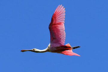 beautiful pink roseate spoonbill in flight over the water in spring at the smith oaks rookery on...