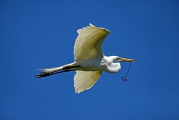great white egret  in flight with nesting materials in his beak on a sunny spring day in spring at...