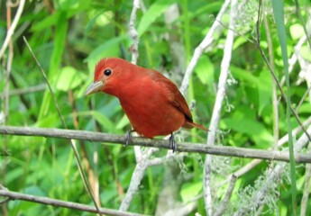 beautiful  red male summer tanager perched in a  tree in peveto woods sanctuary in spring along the gulf in cameron, louisiana