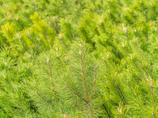 Green small pine trees with fresh shoots in spring or summer