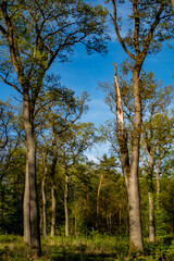 Mischwald im Frühjahr