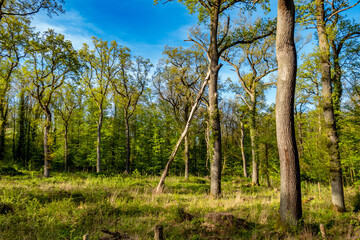 Mischwald im Frühjahr