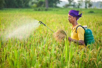 indian rural farmer spraying insecticides in the paddy crop field while holding crops in hand