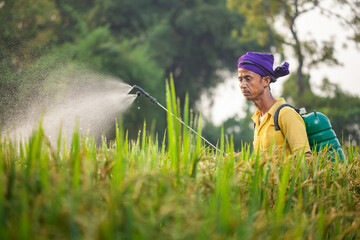 outdoor portrait of an young farmer applying pesticides in the cereal crop field by using crop...