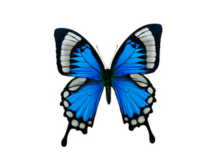 blue butterfly isolated on white background