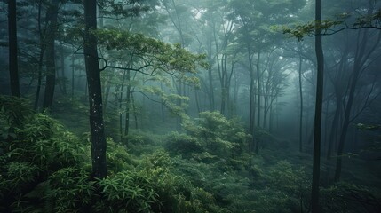A captivating image showcasing a fog-enshrouded forest with an abundance of greenery, creating a mysterious and serene atmosphere