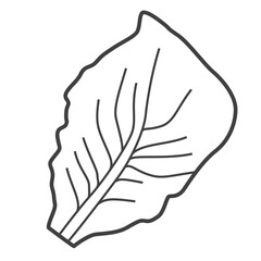 Linear icon of romaine lettuce. Black and white vector illustration.