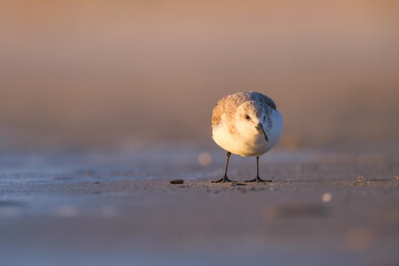 Bird in the wild. Bird on the beach during sunset. Reflections on the water. Flying and waterfowl species of birds. Photo for wallpaper or background.