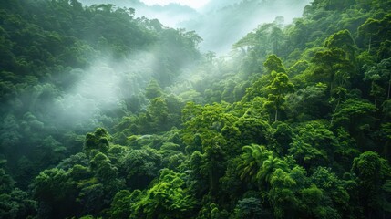 A mesmerizing view of sun rays piercing through the mist over a lush tropical rainforest canopy, evoking a sense of mystery and the richness of nature