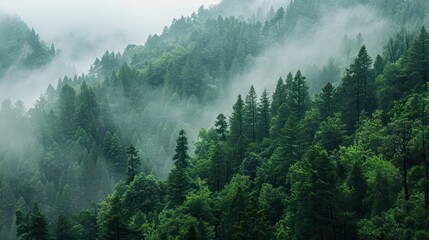 A serene and tranquil scenery of a lush green forest shrouded in mist, symbolizing peace and solitude in nature