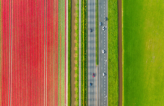 Drone view of a road in the middle of a field. Landscape from a drone. Road and transport. Car traffic. A field with rows of flowers. View from above. Agriculture and growing plants.