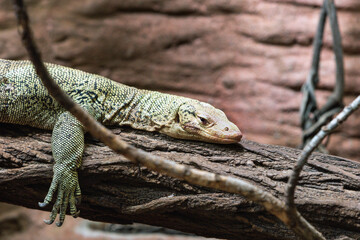 Close-up on a monitor lizard on a stone in the park
