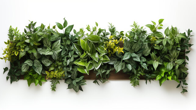 Plantes, fleurs et v&eacute;g&eacute;taux. Fond blanc avec espace vide de composition pour cr&eacute;ation et conception graphique. Feuilles, branchage, nature, tropical.