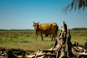 Bull by a stump by the riverside 