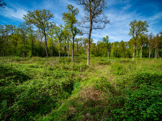 Mischwald im Frühjahr