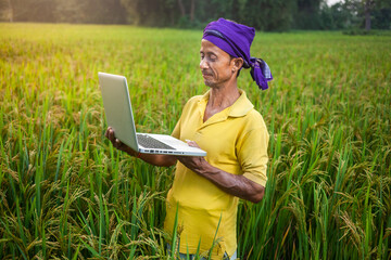 young indian farmer using laptop technology in the paddy field