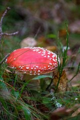Red mushroom with white spots on a forest floor covered with brown leaves and green grass