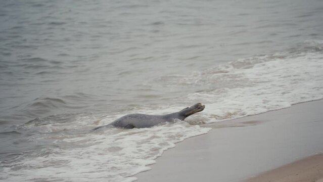 Un phoque part chasser