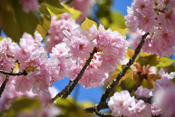 Pink Kwanzan cherry tree blossoms against a blue sky in the spring season