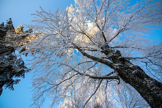 Snow-covered trees under a clear blue sky, creating a serene and tranquil winter landscape