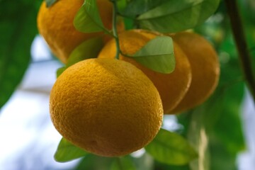 Fresh Oranges Hanging on a Tree Branch with Green Leaves in the Background