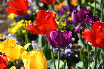 Colorful flower bed garden of tulips in red, purple and yellow - obrazy, fototapety, plakaty